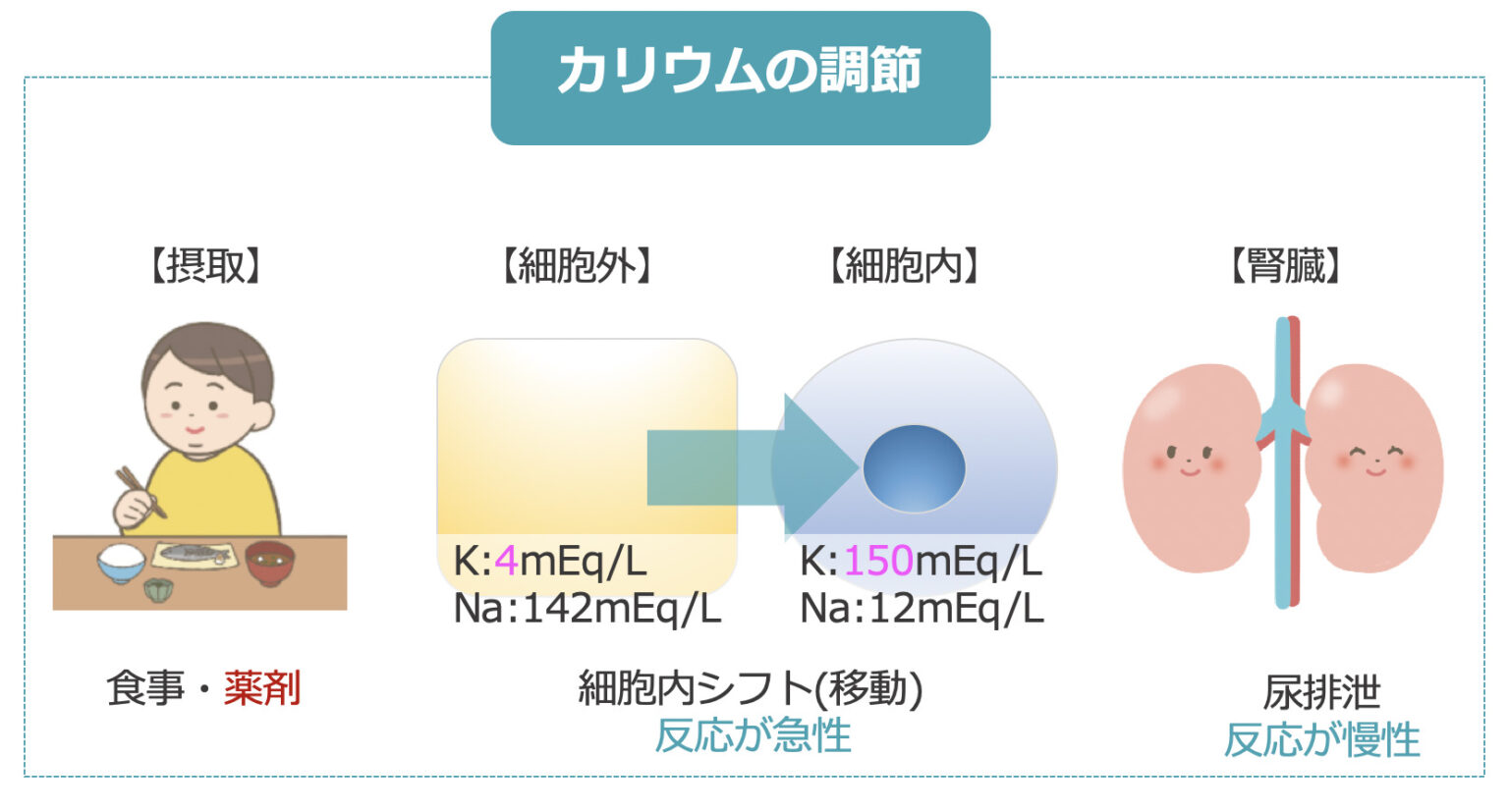 【治療】高カリウム血症とGI療法〜看護師も電解質異常に注意しよう〜｜看護師のためのスキマ学習サイト